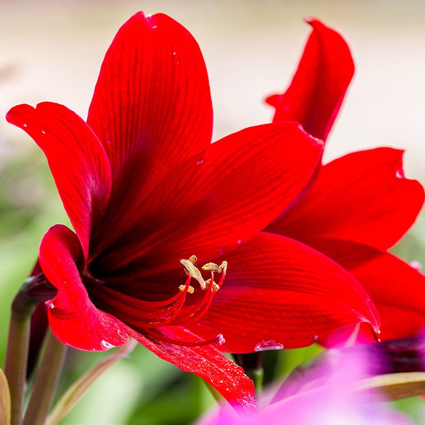 Close-up of a vibrant red amaryllis flower in full bloom, with delicate yellow stamens and soft background blur.