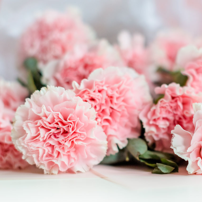 Close-up of soft pink carnations with frilled petals and hints of white edges, arranged against a light background.