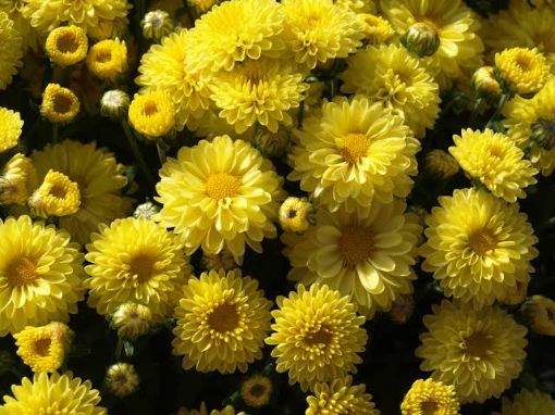 Vibrant cluster of yellow chrysanthemum flowers in full bloom with layered petals and round buds.