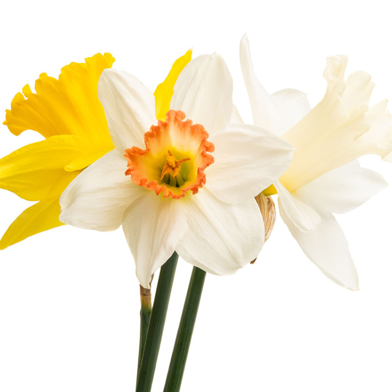 Trio of daffodils in yellow, white, and white with an orange trumpet, displayed against a white background.