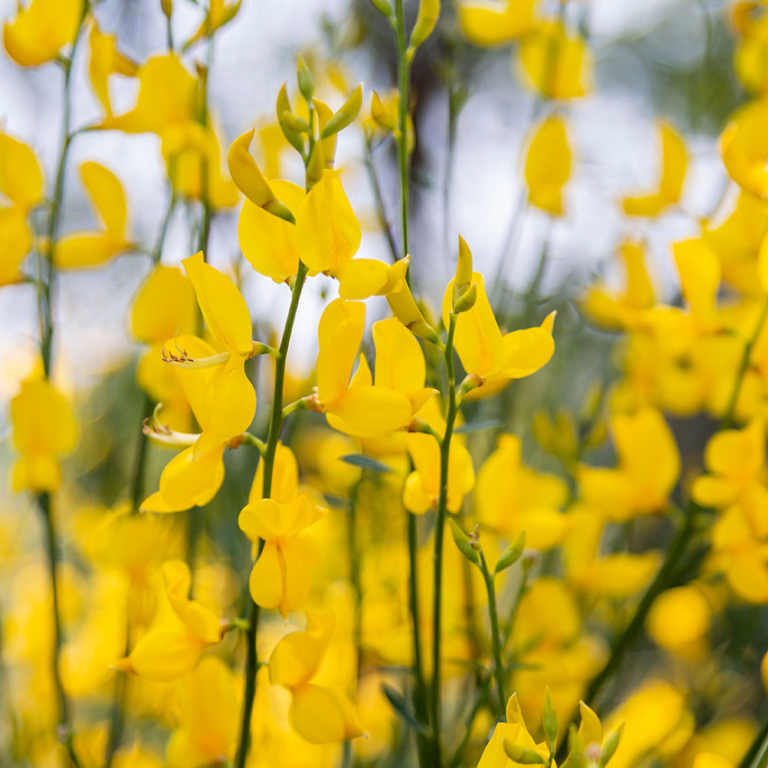 Bright yellow genista flowers in full bloom, with slender green stems and a soft, blurred natural background.