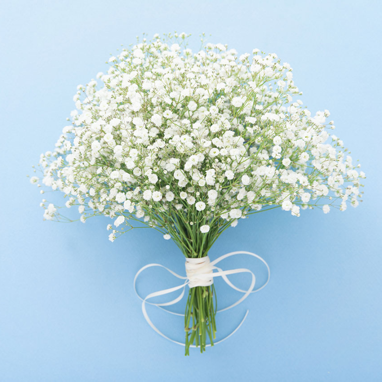 Delicate bouquet of white gypsophila (baby’s breath) tied with white ribbon, displayed against a pastel blue background.