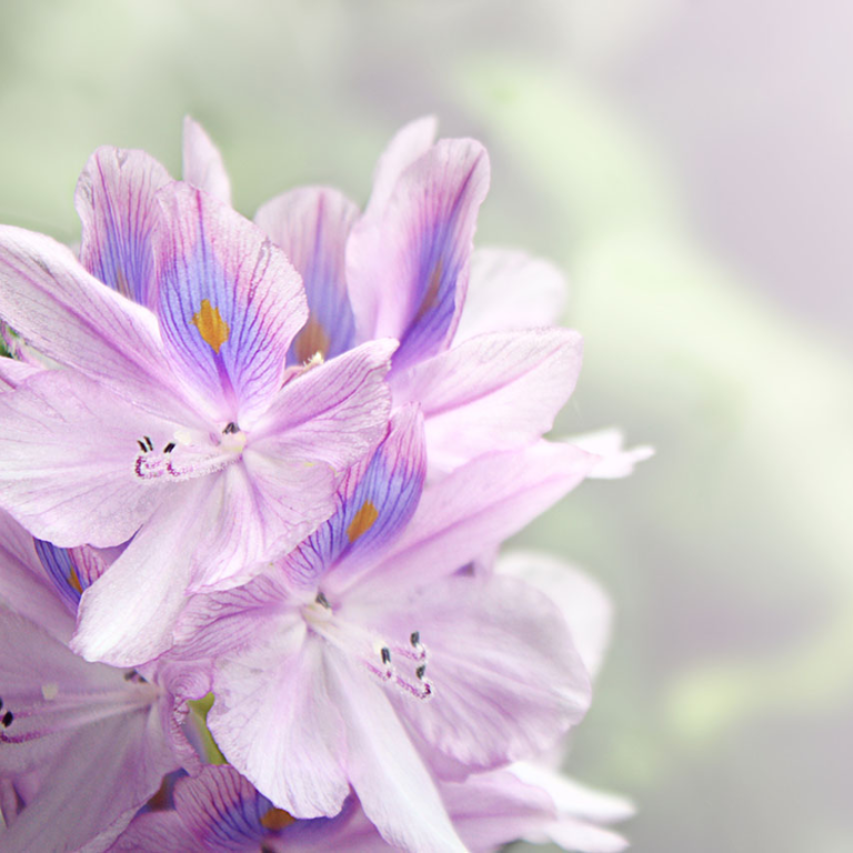 Close-up of delicate lilac hyacinth flowers with hints of blue and yellow, softly blurred background.