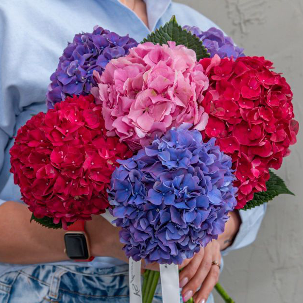 Vibrant bouquet of hydrangeas in shades of red, pink, and purple, held by a person wearing a light blue shirt and denim.