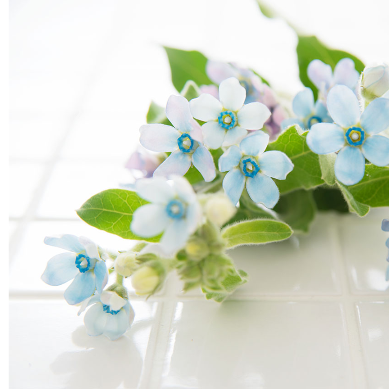 Delicate pale blue oxypetalum (tweedia) flowers with soft green leaves, resting on a glossy white tiled surface.