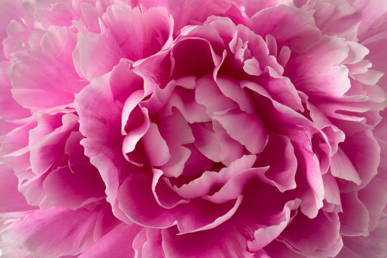 Macro shot of a vibrant pink peony flower, showcasing its layered, ruffled petals in full bloom.
