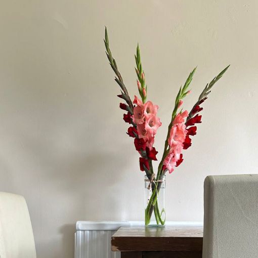Tall stems of red and pink gladiolus flowers arranged in a clear glass vase on a wooden table, set against a neutral wall with modern dining chairs.