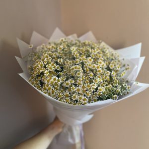 Bouquet of fresh white chamomile daisies with yellow centres, wrapped in soft pastel paper.