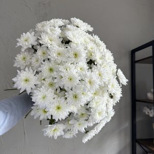 Round bouquet of fresh white chrysanthemums with green centres, held against a soft grey wall background.