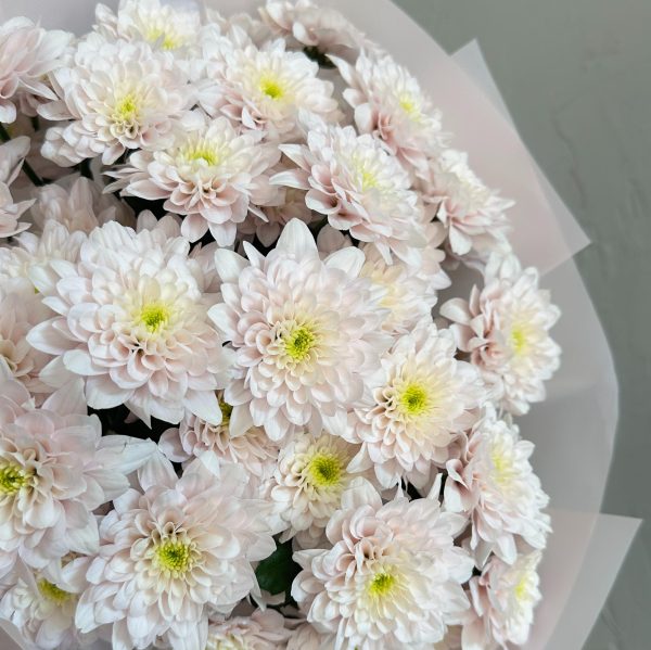 Close-up of pale pink chrysanthemums with soft green centres, wrapped in delicate pastel pink paper.