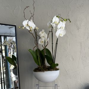 White orchid arrangement in a modern white ceramic bowl, displayed against a textured beige wall with a mirror reflection.