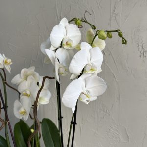 Elegant white orchid blooms on tall stems with green buds, set against a textured neutral wall.