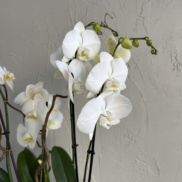 Elegant white orchid blooms on tall stems with green buds, set against a textured neutral wall.