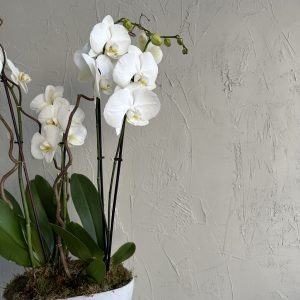 Close-up of a white orchid arrangement with lush green leaves in a modern ceramic pot, set against a textured beige wall.