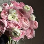 Close-up of soft pink and white ranunculus bouquet in natural sunlight.